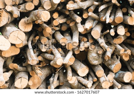 branch of tree firewood background