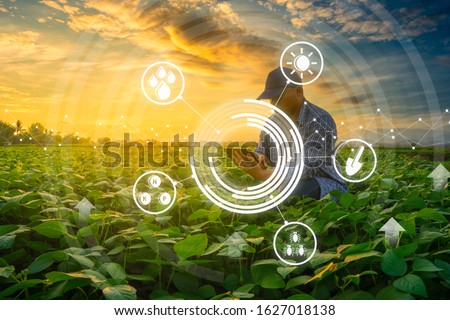 smart farmer concept using smartphone in mung bean garden with light shines sunset, modern technology application in agricultural growing activity Royalty-Free Stock Photo #1627018138