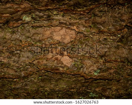Colorful saturated bark of wood. The woody texture