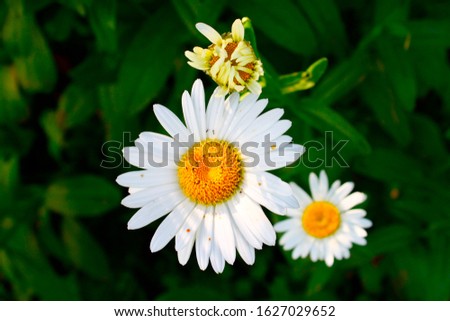 Daisies in the summertime sunshine