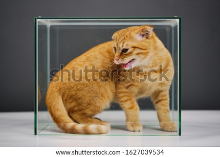 a red cat of the Scottish fold breed is locked behind glass