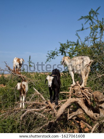 Four goats up an argan tree under the midday heat. 