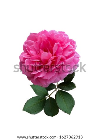 Damask rose, Pink damask rose is a very fragrant rose, popular for making tea and flavoring food.Roses with leaves and stalks on a white background.Pink damask rose isolated on white background.
