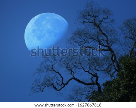 Night landscape of sky and super moon with bright moonlight  behind silhouette of tree branchand blurred background. Serenity nature background. Outdoors at nighttime.