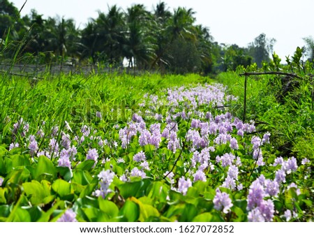 Hyacinth plants and flowers on the pond at sunny day in Mekong Delta, Vietnam.