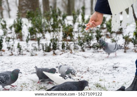 girl's hand feeds bread doves in winter
