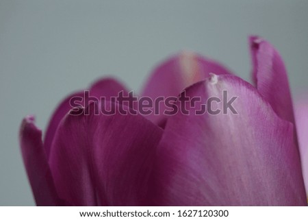 Isolated closeup of a purplebeautiful Tulip Blossom with blurry background.

