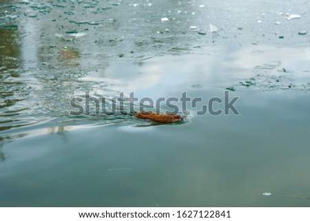An otter swimming in a winter pond. The animal in the green water.