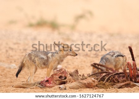 Black-backed jackal dog scavenging off an antelope carcass in the Kalahari desert, Africa