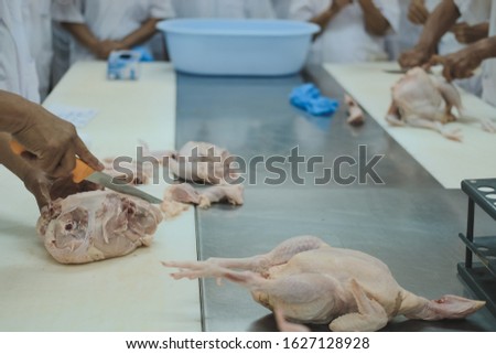 cutting chicken carcass in factory. poultry production in food plant industry