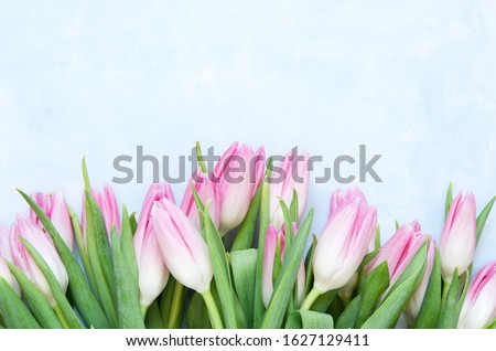 Tulips flowers on blue abstract background. Flat lay, top view. Lovely greeting card with tulips for Mothers day, wedding or happy event - Image.
