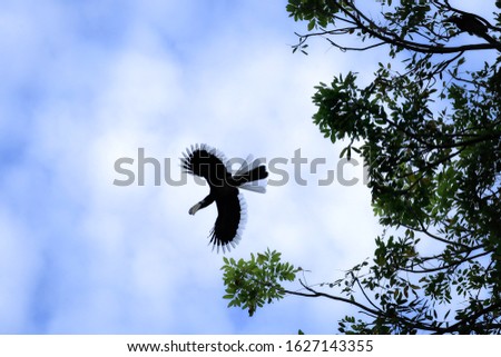 Silhouette. Black and white Buceros Rhinoceros Hornbill great flying in the nature