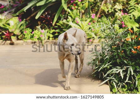 Local Thai dog in a garden walkway, selective focused picture of a grey dog walking in the summer garden full of decoration plants and foliage, pet outdoors looking for something to play with, animal