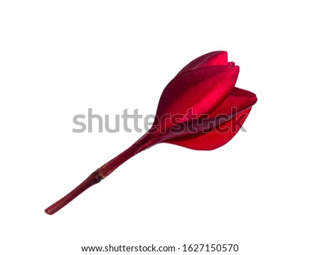 Close up red flowers of frangipani (plumeria) on white background with clipping path.