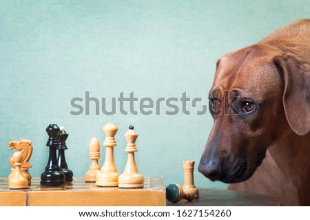 Trained ginger big dog, Rhodesian ridgeback breed, thought about a game of chess indoors, on a greenish background Royalty-Free Stock Photo #1627154260