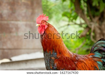 portrait of a rooster with bright plumage