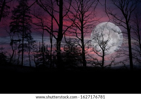 Night Landscape with Trees Silhouettes and Moon on Sunset Sky