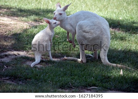 the albino western grey kangaroo and joey are nuzzling each other