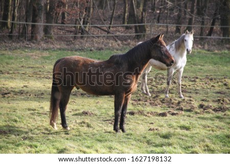 Two peaceful horses in the meadow during winter