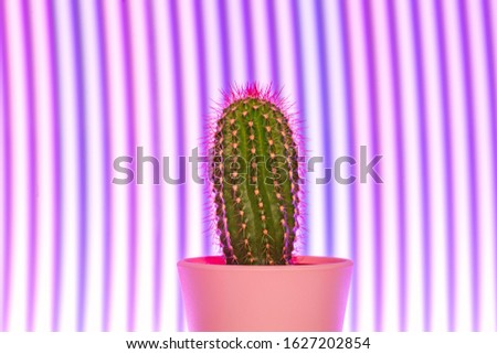 Cute small cactus on abstract purple light background