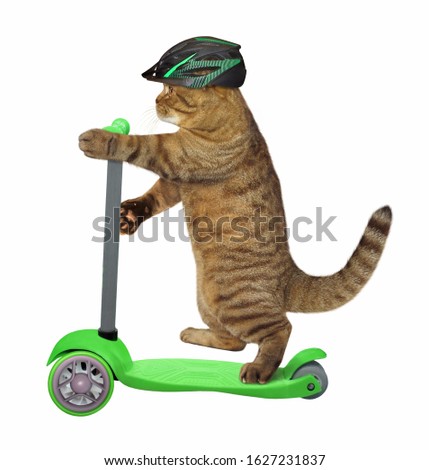 The beige cat in a bicycle helmet is riding a green electric scooter. White background. Isolated