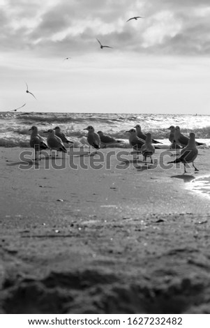Black and white photo of seagulls by the sea