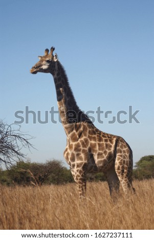 Giraffe in the open grass field.