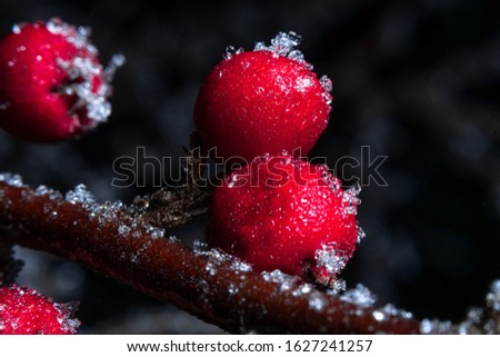 Cold winter berries at night