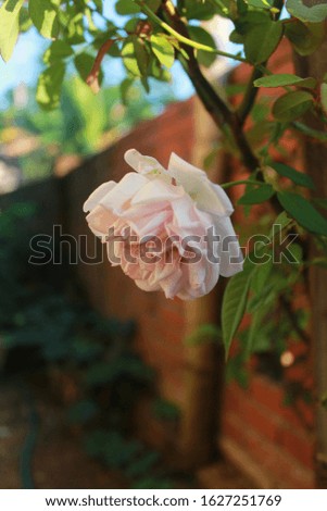 White Rose Flower in Bloom with Blur Background