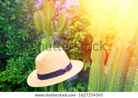 A straw hat hanging on a large cactus in the sun