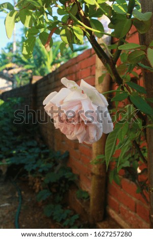 White Rose Flower in Bloom with Brick Wall Background