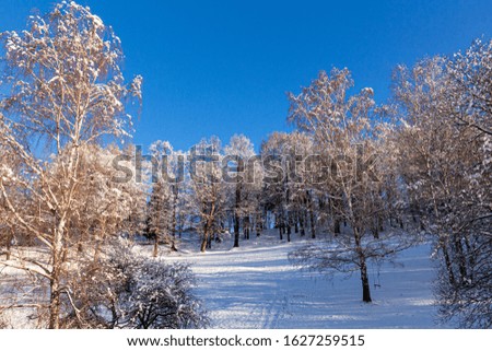 Majestic winter landscape glowing by sunlight in the morning. Clear blue sky. Dramatic and picturesque wintry scene. Frosted trees against a blue sky