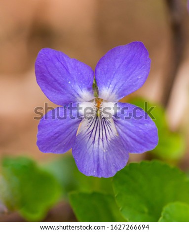 single wood violet, sweet, English, common, florist's or garden violet (viola odorata) flower, detail Royalty-Free Stock Photo #1627266694