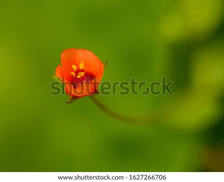 small red flower with defocused green background, detail