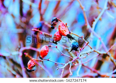 pictured in the photo Red berry on branch on a blurry background