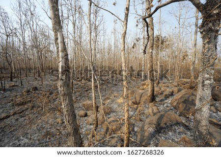 Forest of trees and bushes has burnt down into ash with grey, black and white colors.                            