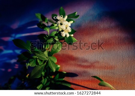 Branch of blooming plant on a colored background