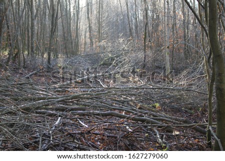 Razed forest clearcut young trees Royalty-Free Stock Photo #1627279060