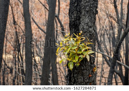 Australian bushfires aftermath: eucalyptus trees recovering after severe fire damage. Eucalyptus can survive and re-sprout from buds under their bark or from a lignotuber at the base of the tree. Royalty-Free Stock Photo #1627284871