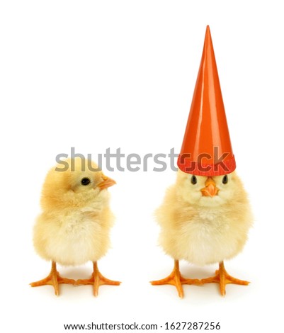 Two chicks one with high birthday hat