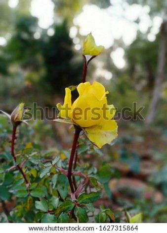 Amazing garden picture and beautiful yellow rose.