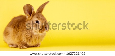 little easter lively rabbit on a yellow background. Red fluffy rabbit on a yellow background, banner picture. Easter Bunny