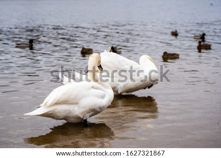 Picture of two beautiful Swans cleaning their feathers and Duck flock on background. Bank of the river. 