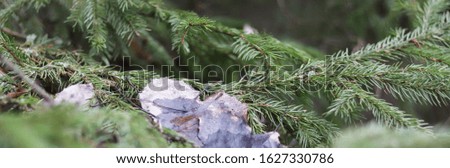 fir branches in the forest and dry leaves
