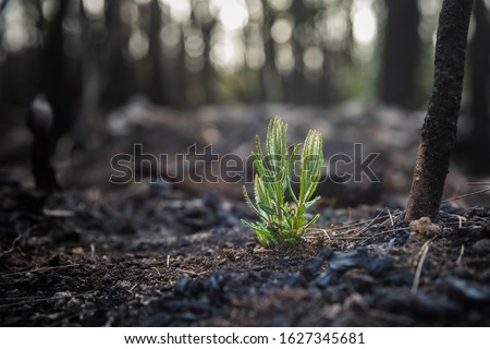 Bushfire regrowth from burnt bush in Australia Royalty-Free Stock Photo #1627345681