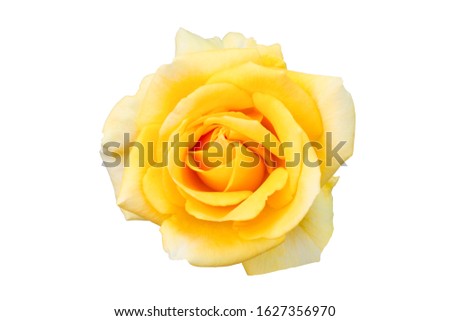 Yellow rose flower isolated on white background with clipping path, Top view.