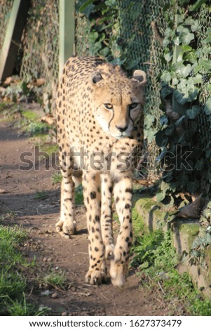 
beautiful cheetah in its enclosure