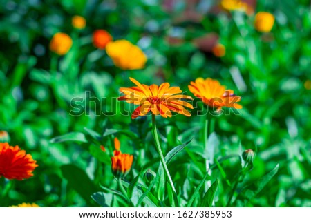 Garden orange  flowers - calendula (marigold).Summer landscape with blooming  flowers. Homeopathic plant,  medicine herb. Blurred background