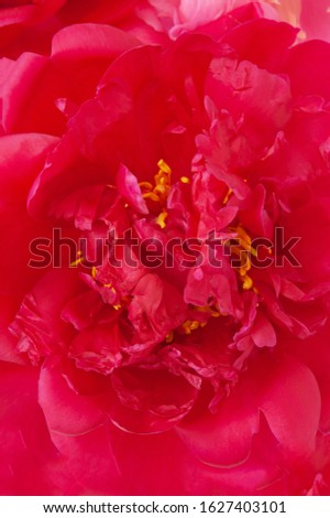 red peony flower macro background