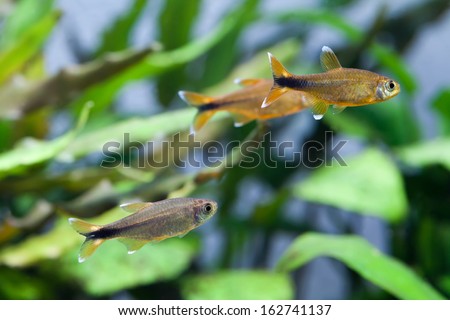 Freshwater aquarium tank with group fishes. Silver Tipped Tetra: silver, orange colors. green plants background